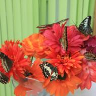 am Eingang werden Blumen zur VerfÃ¼gung gestellt, auf den sich die Schmetterlinge sehr gerne niederlassen - eifalia - zu Besuch im Schmetterlingsgarten