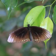es gibt auch weniger farbenfrohe Arten zu sehen - eifalia - zu Besuch im Schmetterlingsgarten