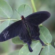 mit den dunklen FlÃ¼geln fÃ¼r Feinde einfach zu sehen - eifalia - zu Besuch im Schmetterlingsgarten