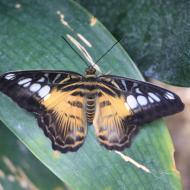 viele der Schmetterlinge sind sehr farbenfroh  - eifalia - zu Besuch im Schmetterlingsgarten