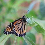 eher eine Ausnahme, ein Schmetterling, der auch mit geschlossen FlÃ¼geln bunt bleibt   - eifalia - zu Besuch im Schmetterlingsgarten