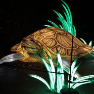 eine besonders groÃŸe SchildkrÃ¶te - China Light-Festival im KÃ¶lner Zoo 2019/20