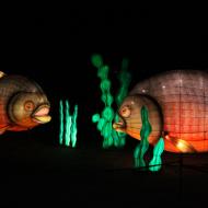 auch Unterwasserszene waren zu sehen - China Light-Festival im KÃ¶lner Zoo 2019/20