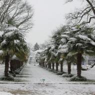 die eingeschneite Palmenallee - Winter in der KÃ¶lner Flora (17.01.2020)