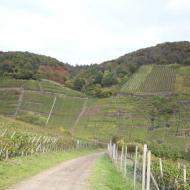 unterwegs in den Weinbergen oberhalb von Mayschoss - der Ahrtal - Rotweinwanderweg (16.10.2021)