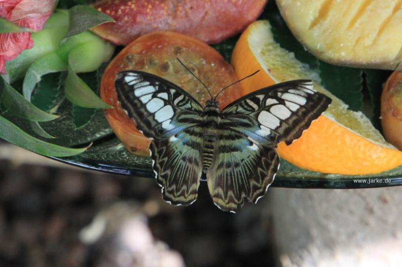 mit exotischen Obst werden Schmetterlinge angelockt - eifalia - zu Besuch im Schmetterlingsgarten