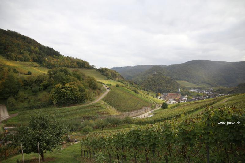 unterwegs auf dem der Ahrtal - Rotweinwanderweg - oberhalb von Mayschoss (16.10.2021)